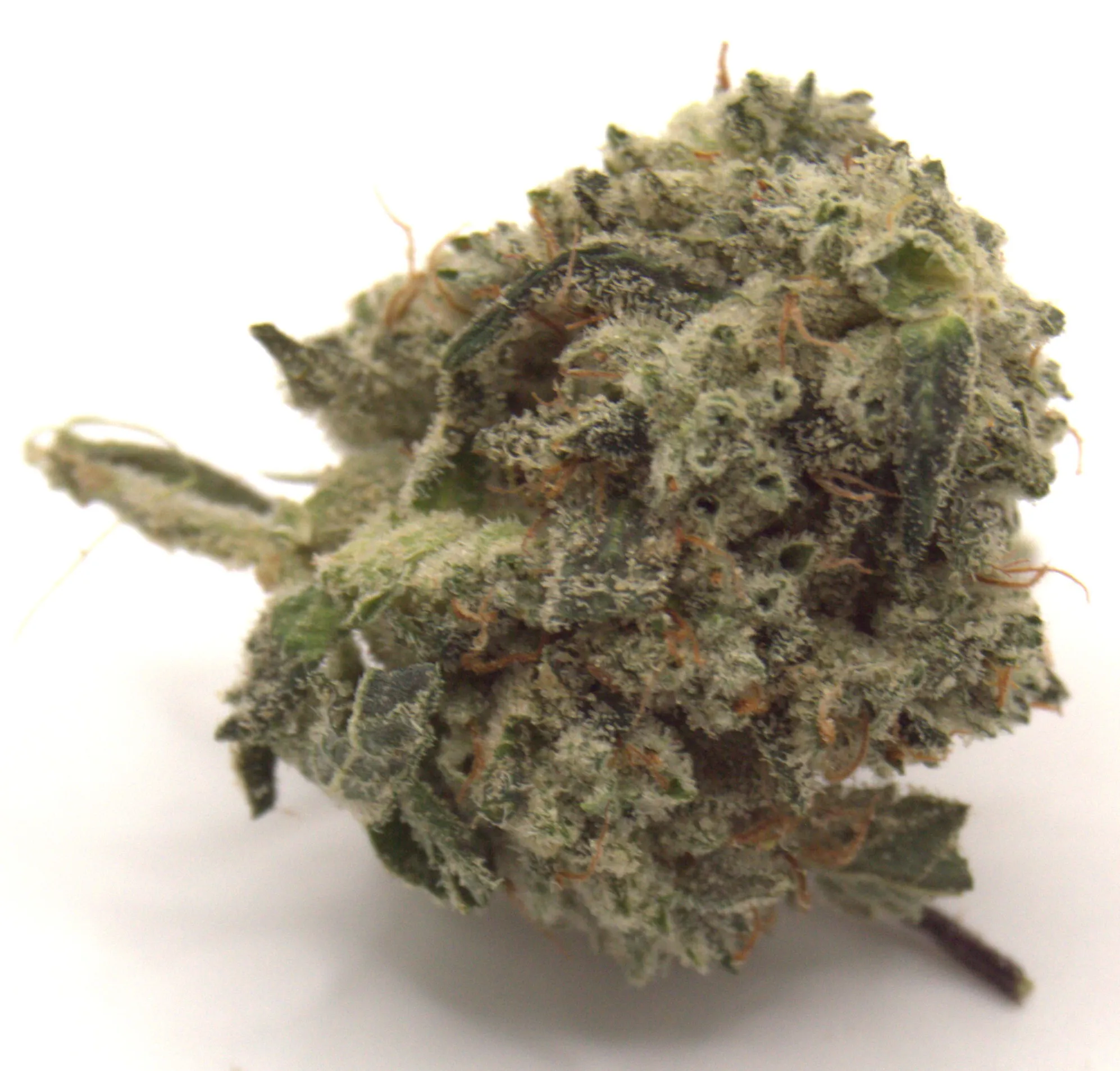 Original Glue
