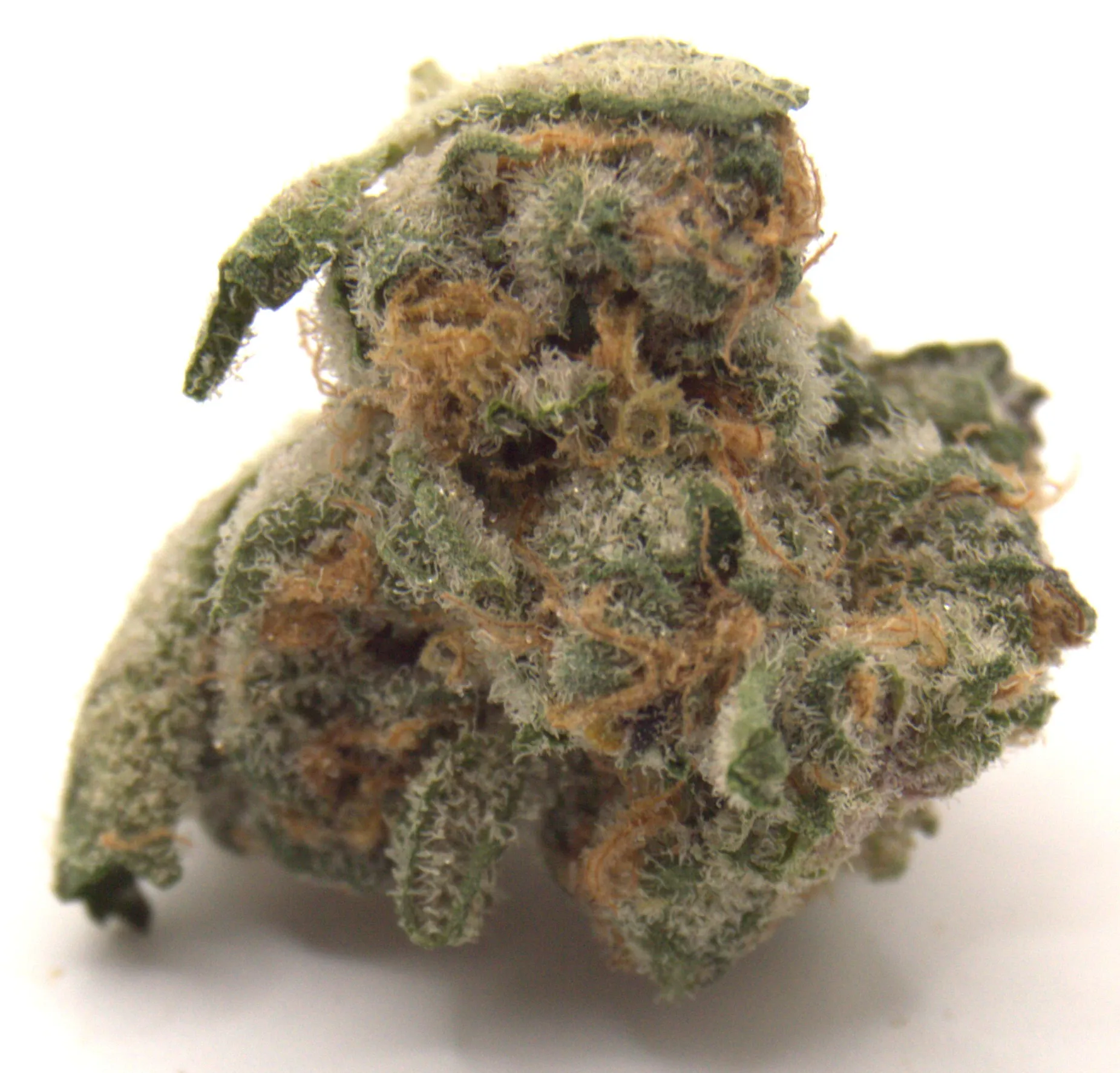 Cherry Muffin