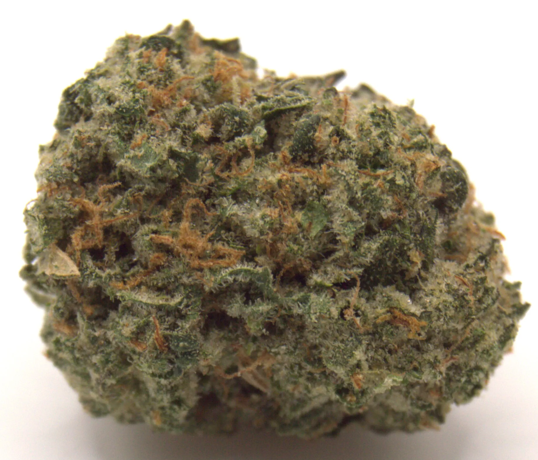 Jungle Cake