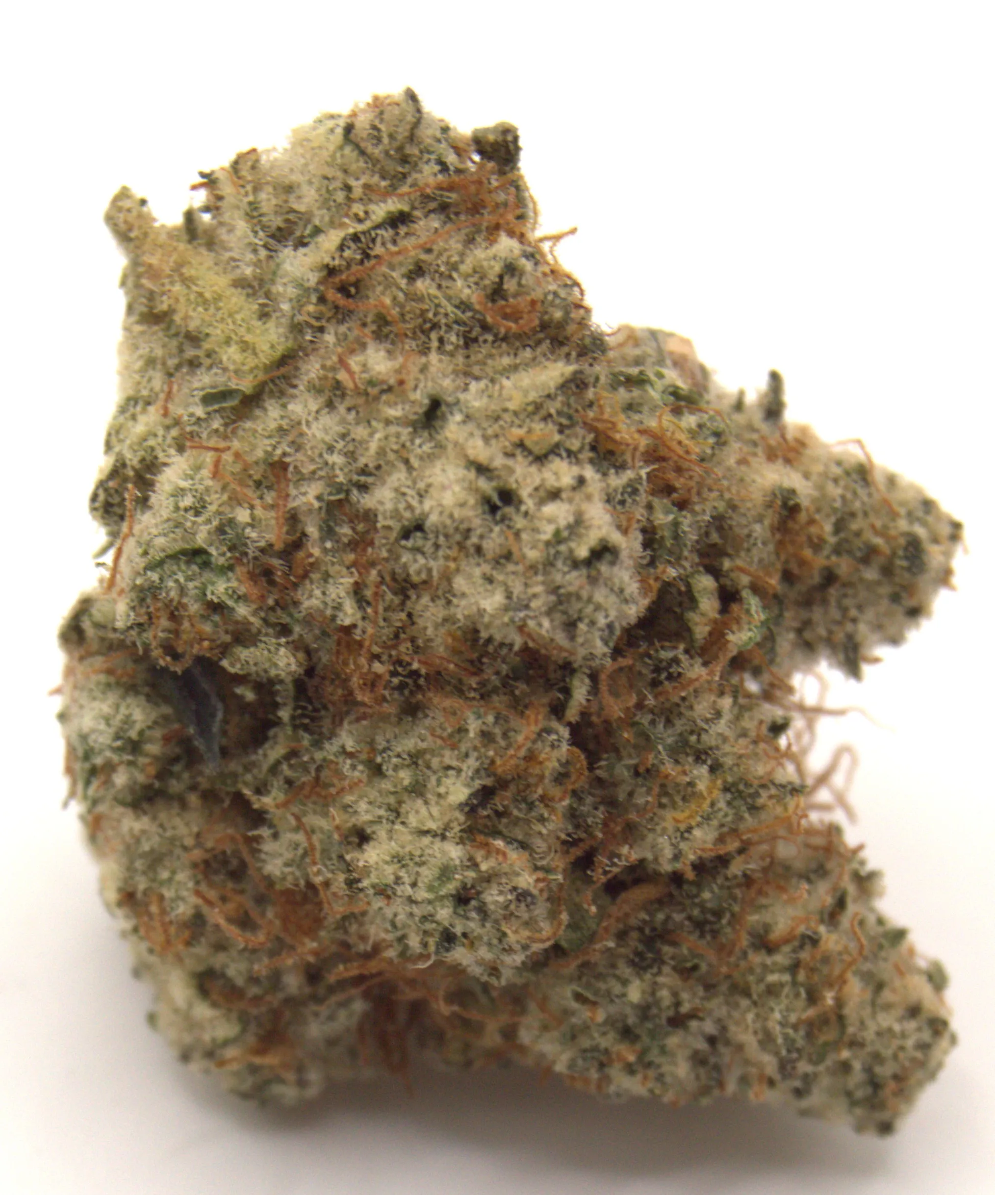 Gluebert (seeded)